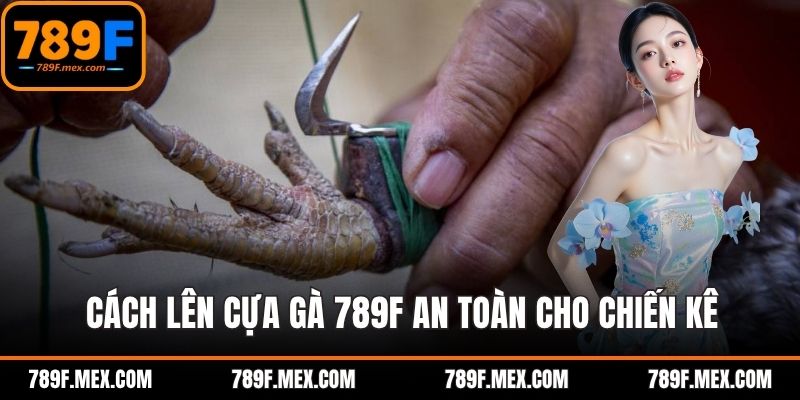 Cách lên cựa gà 789F an toàn cho chiến kê